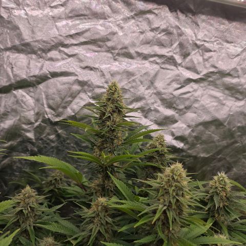 Caramba #4 growlog timeline photo