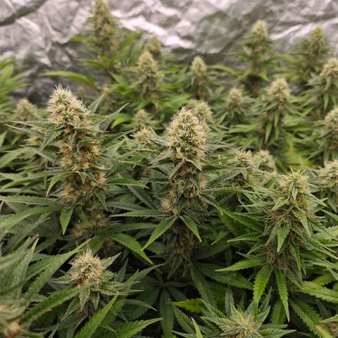 Caramba #4 growlog timeline photo