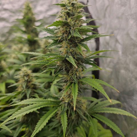 Caramba #4 growlog timeline photo