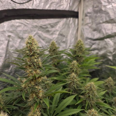 Caramba #4 growlog timeline photo