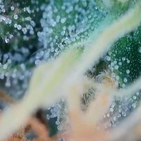 Caramba #4 growlog timeline photo