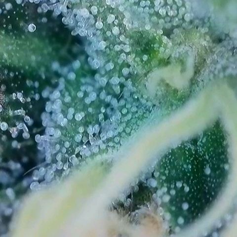 Caramba #4 growlog timeline photo