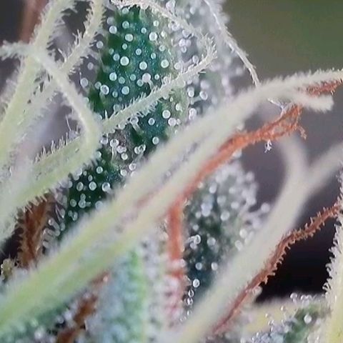 Caramba #4 growlog timeline photo