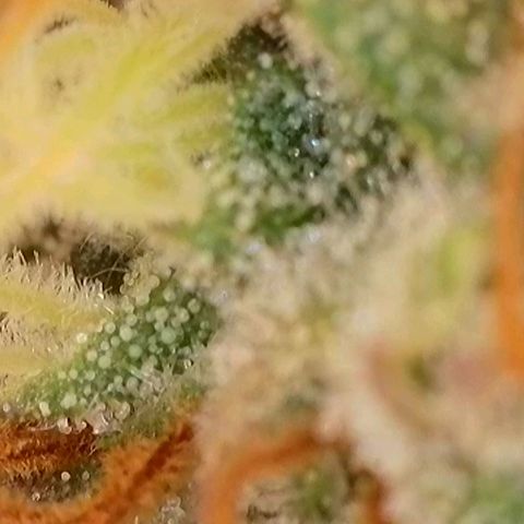 Caramba #4 growlog timeline photo