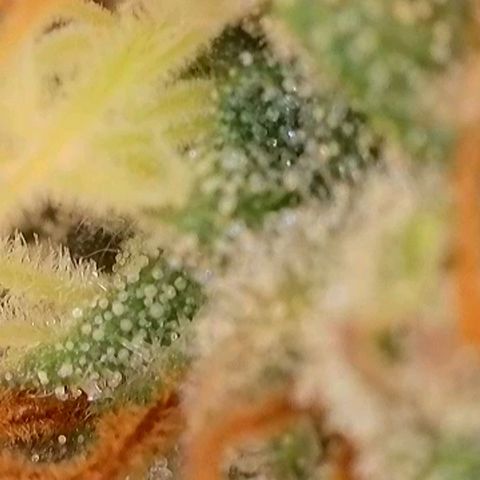 Caramba #4 growlog timeline photo