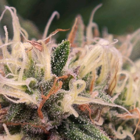 Caramba #4 growlog timeline photo