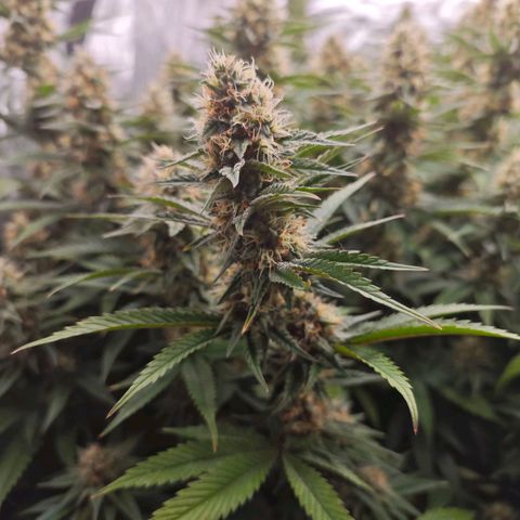 Caramba #4 growlog timeline photo