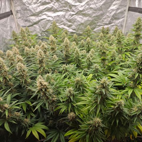 Caramba #4 growlog timeline photo