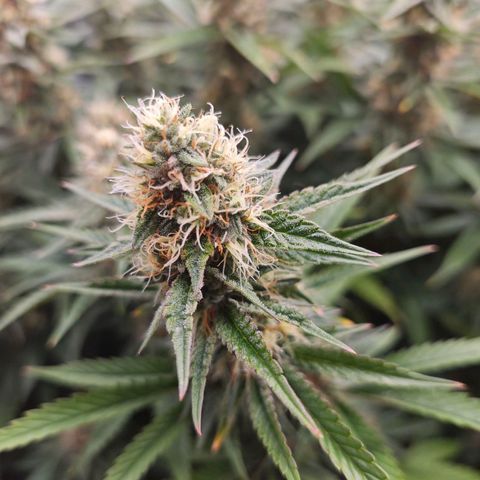 Caramba #4 growlog timeline photo