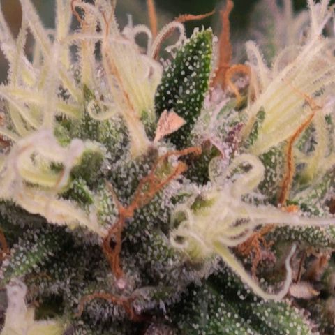 Caramba #4 growlog timeline photo