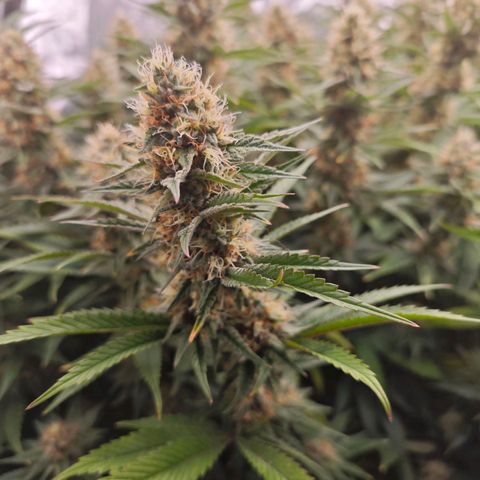 Caramba #4 growlog timeline photo