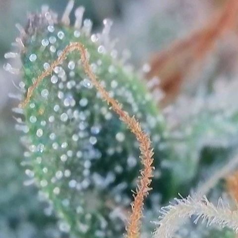 Caramba #4 growlog timeline photo