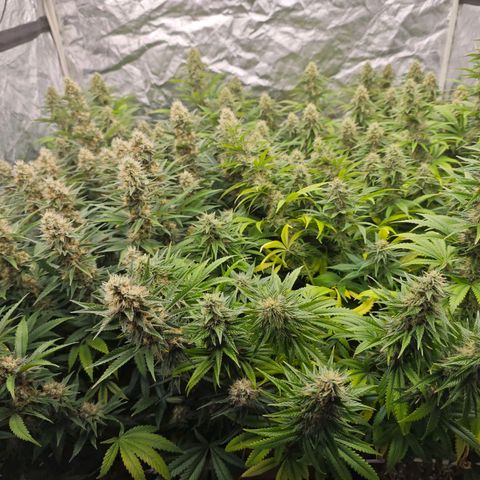 Caramba #4 growlog timeline photo