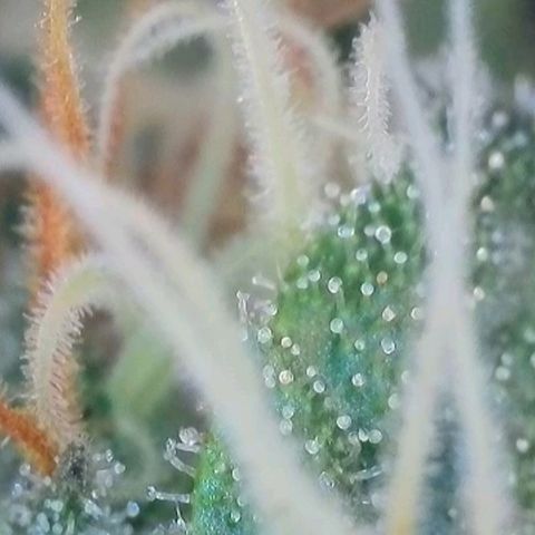 Caramba #4 growlog timeline photo