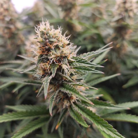 Caramba #4 growlog timeline photo