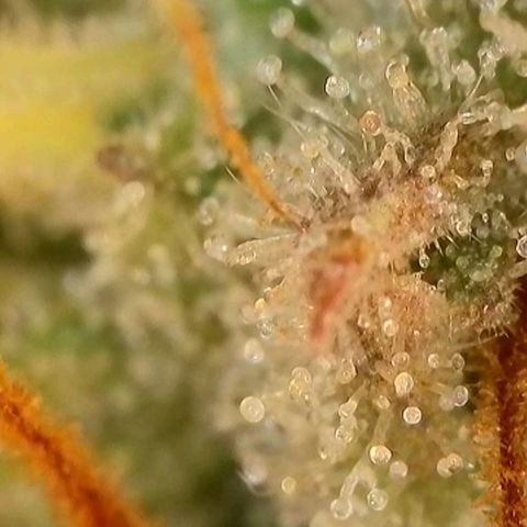 Caramba #4 growlog timeline photo