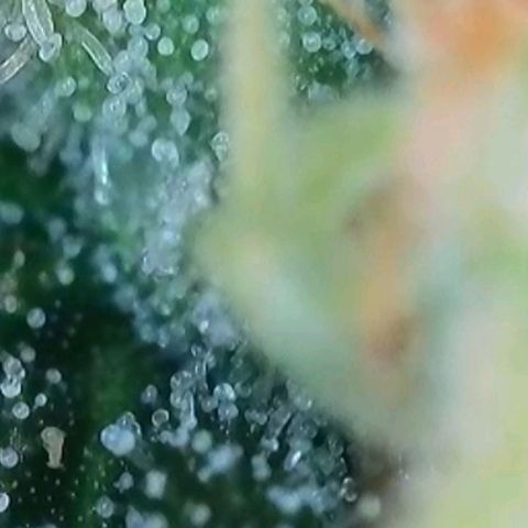 Caramba #4 growlog timeline photo