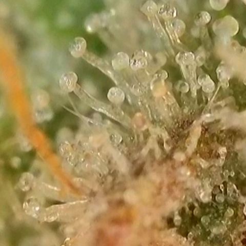 Caramba #4 growlog timeline photo