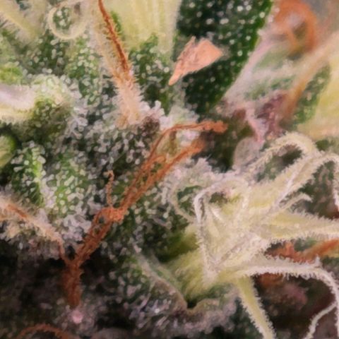 Caramba #4 growlog timeline photo