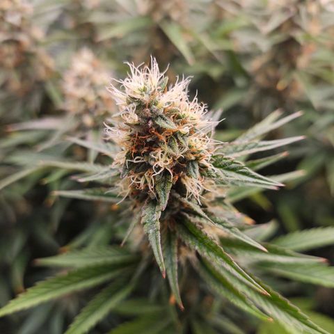 Caramba #4 growlog timeline photo