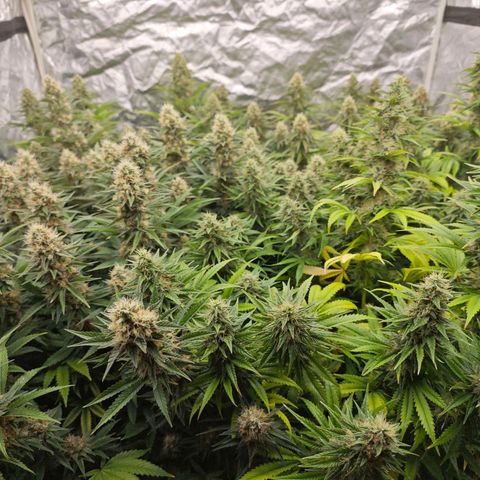 Caramba #4 growlog timeline photo