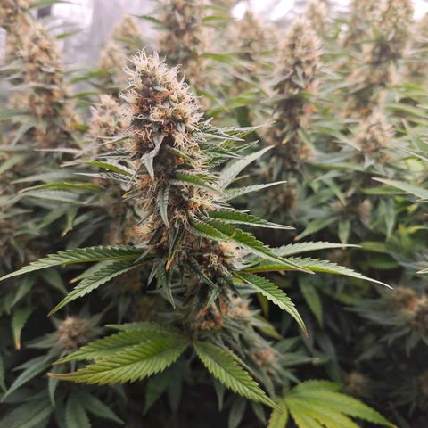 Caramba #4 growlog timeline photo