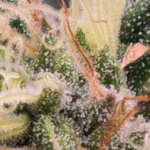 Caramba #4 growlog timeline photo
