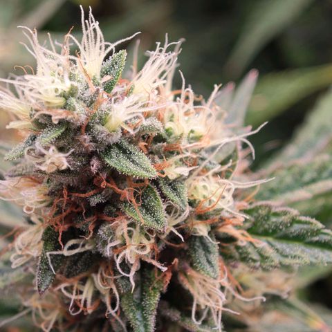 Caramba #4 growlog timeline photo