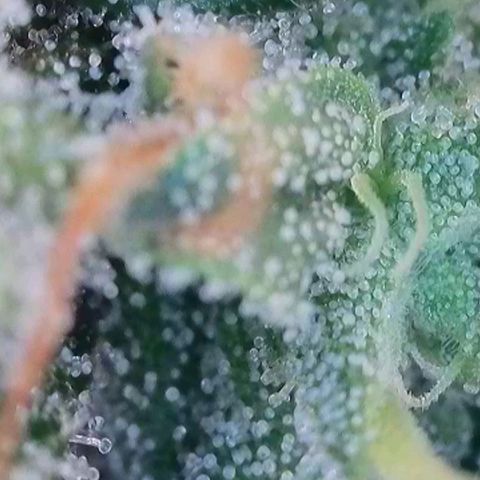Caramba #4 growlog timeline photo
