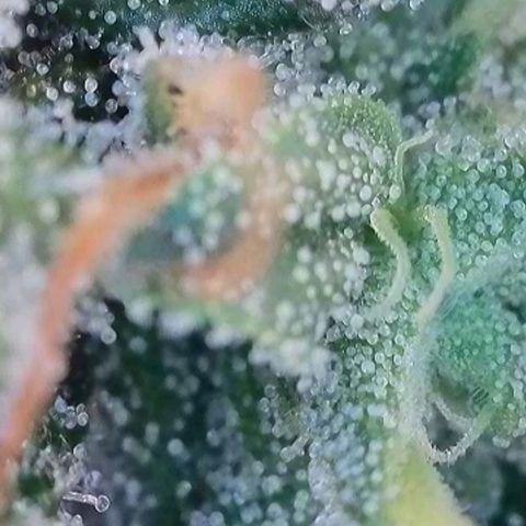 Caramba #4 growlog timeline photo