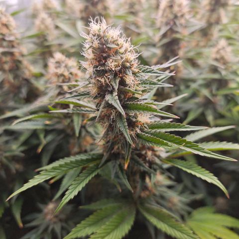 Caramba #4 growlog timeline photo