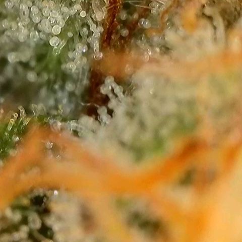 Caramba #4 growlog timeline photo