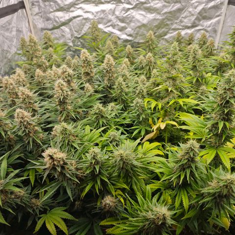 Caramba #4 growlog timeline photo