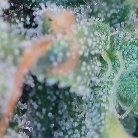Caramba #4 growlog timeline photo
