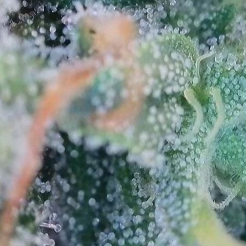 Caramba #4 growlog timeline photo