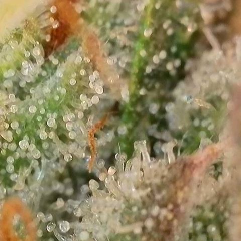 Caramba #4 growlog timeline photo