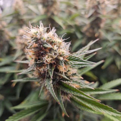 Caramba #4 growlog timeline photo