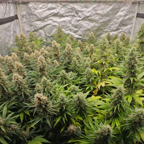 Caramba #4 growlog timeline photo