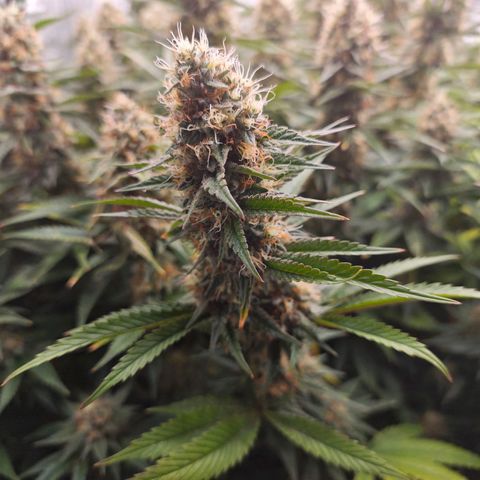 Caramba #4 growlog timeline photo