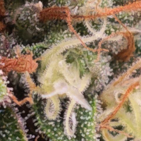 Caramba #4 growlog timeline photo