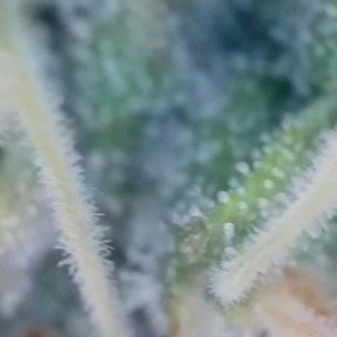 Caramba #4 growlog timeline photo