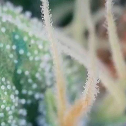 Caramba #4 growlog timeline photo