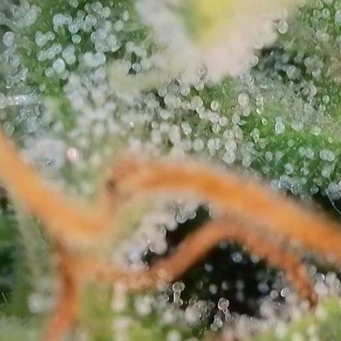 Caramba #4 growlog timeline photo