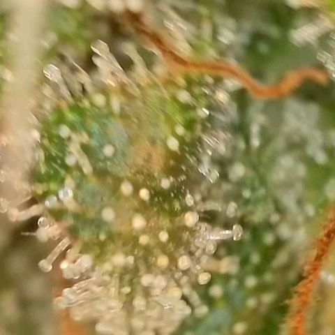 Caramba #4 growlog timeline photo