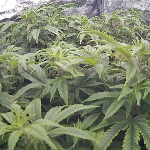 Sticky Boof growlog timeline photo