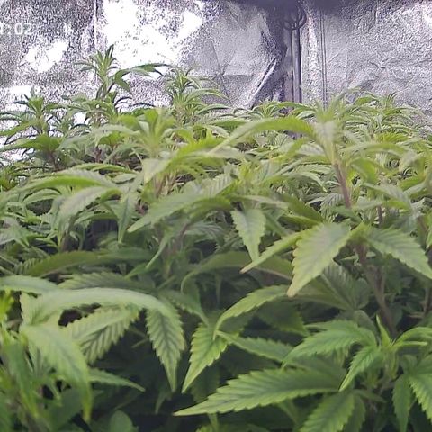 Sticky Boof growlog timeline photo