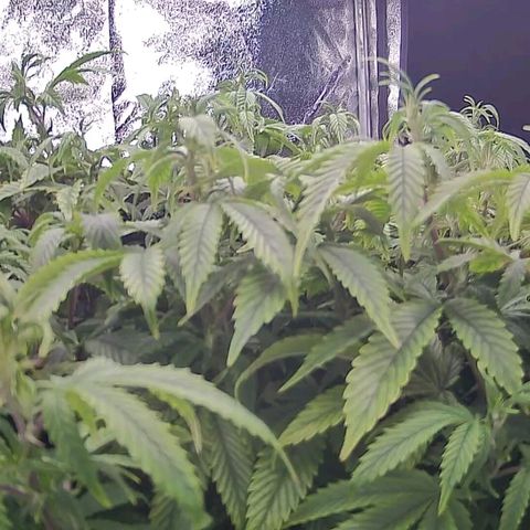 Sticky Boof growlog timeline photo