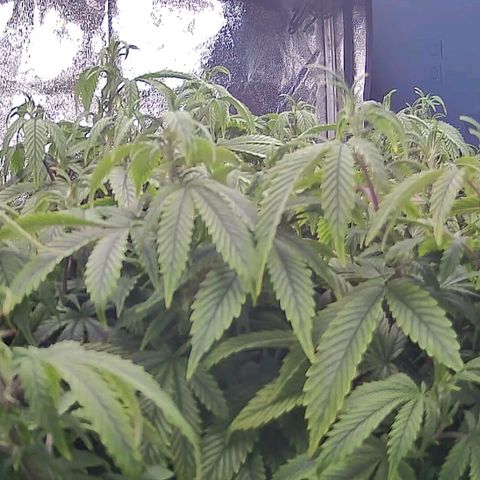 Sticky Boof growlog timeline photo