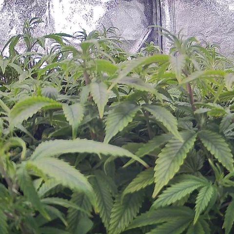 Sticky Boof growlog timeline photo