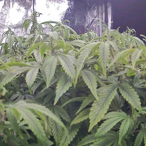 Sticky Boof growlog timeline photo